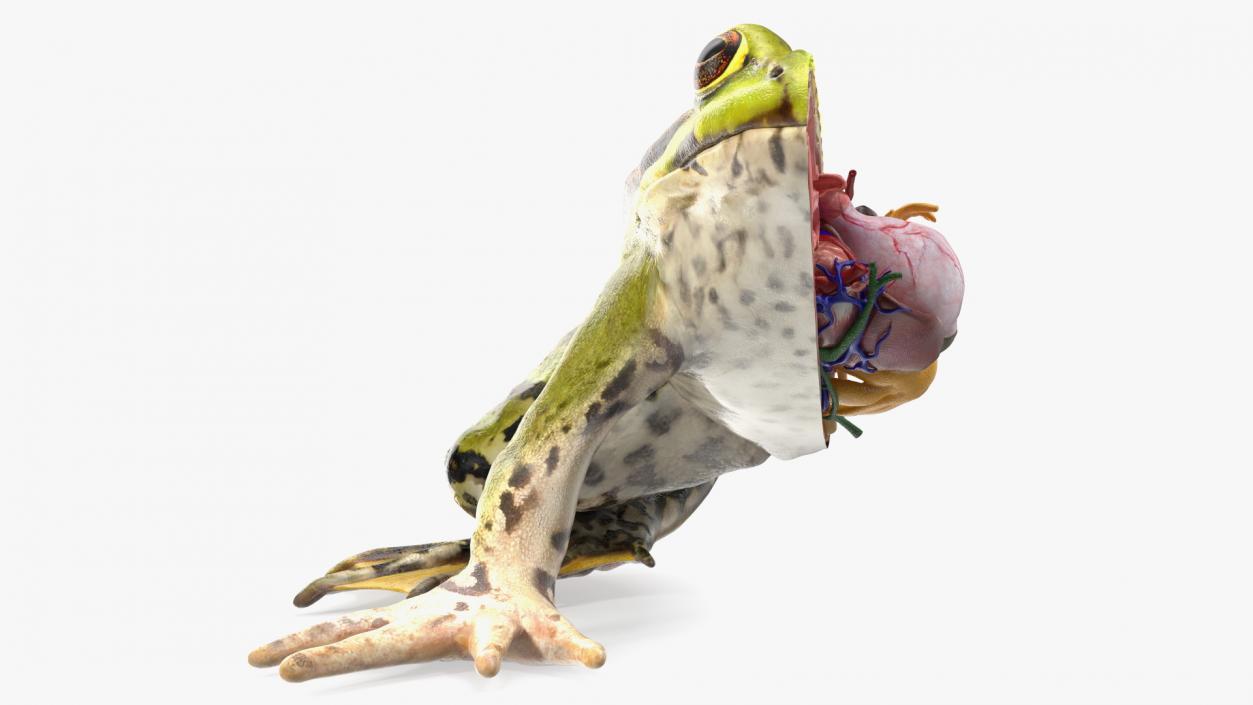 3D Frog Anatomy Right Side Colored