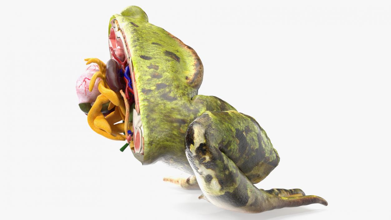 3D Frog Anatomy Right Side Colored