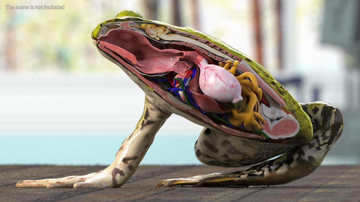 3D Frog Anatomy Right Side Colored