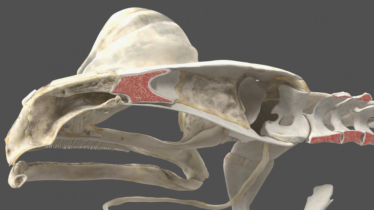 3D Frog Anatomy Right Side Colored