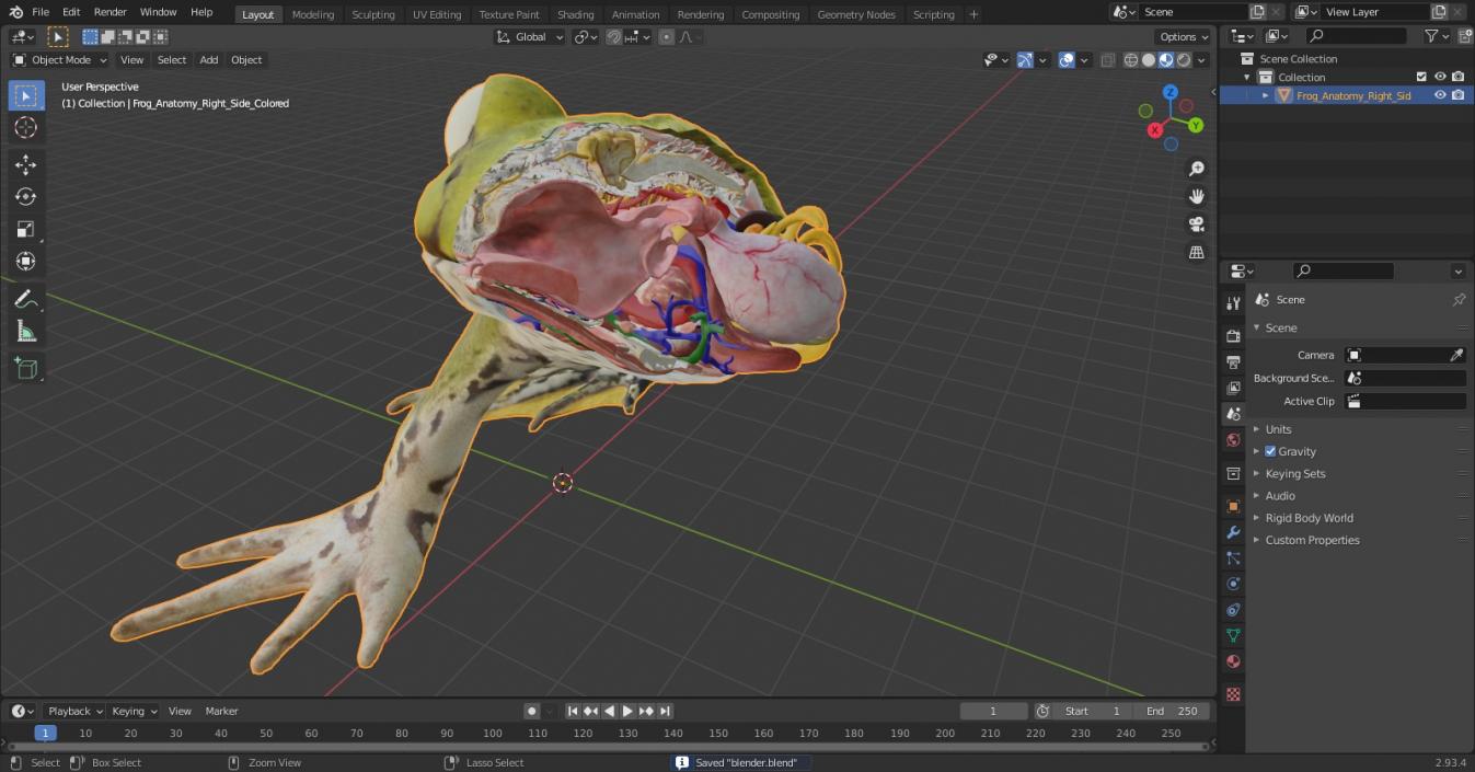 3D Frog Anatomy Right Side Colored