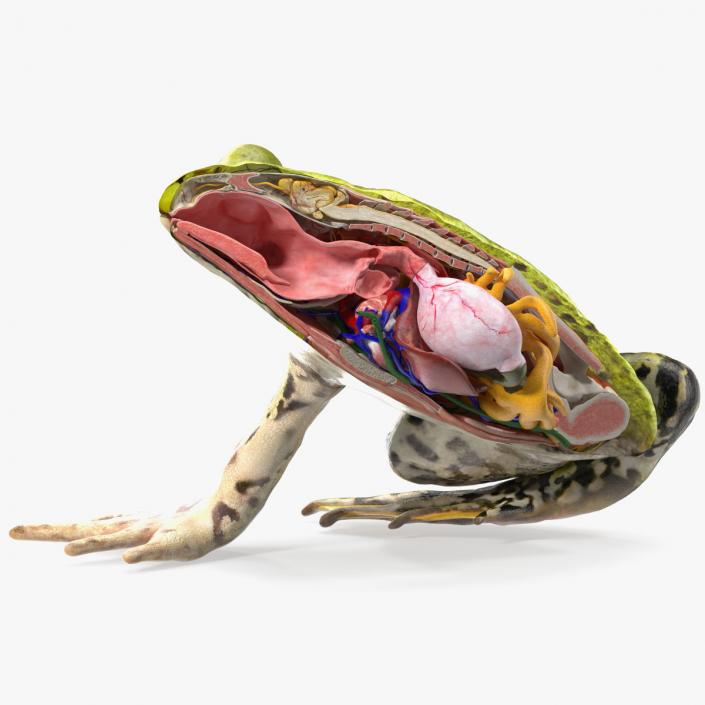 3D Frog Anatomy Right Side Colored