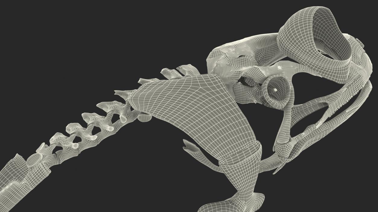 3D Frog Anatomy Right Side Colored