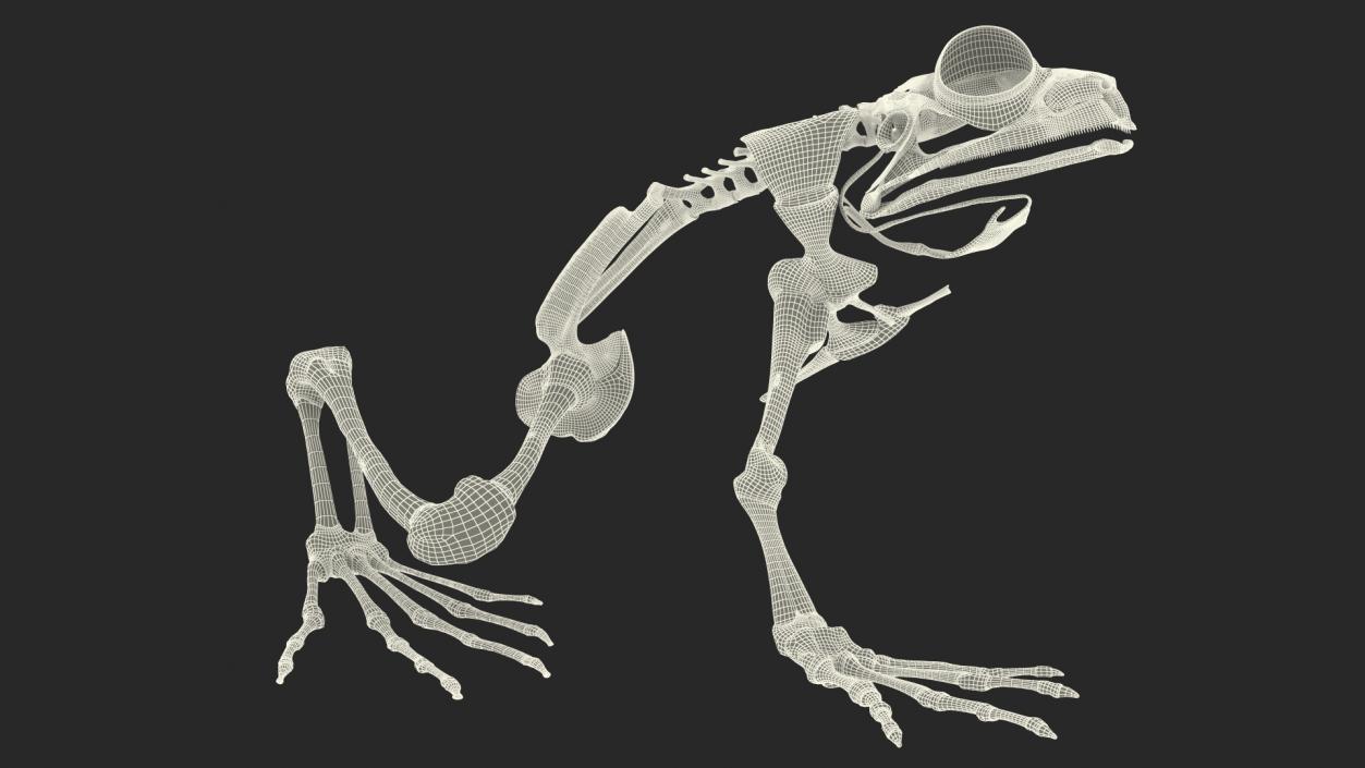 3D Frog Anatomy Right Side Colored