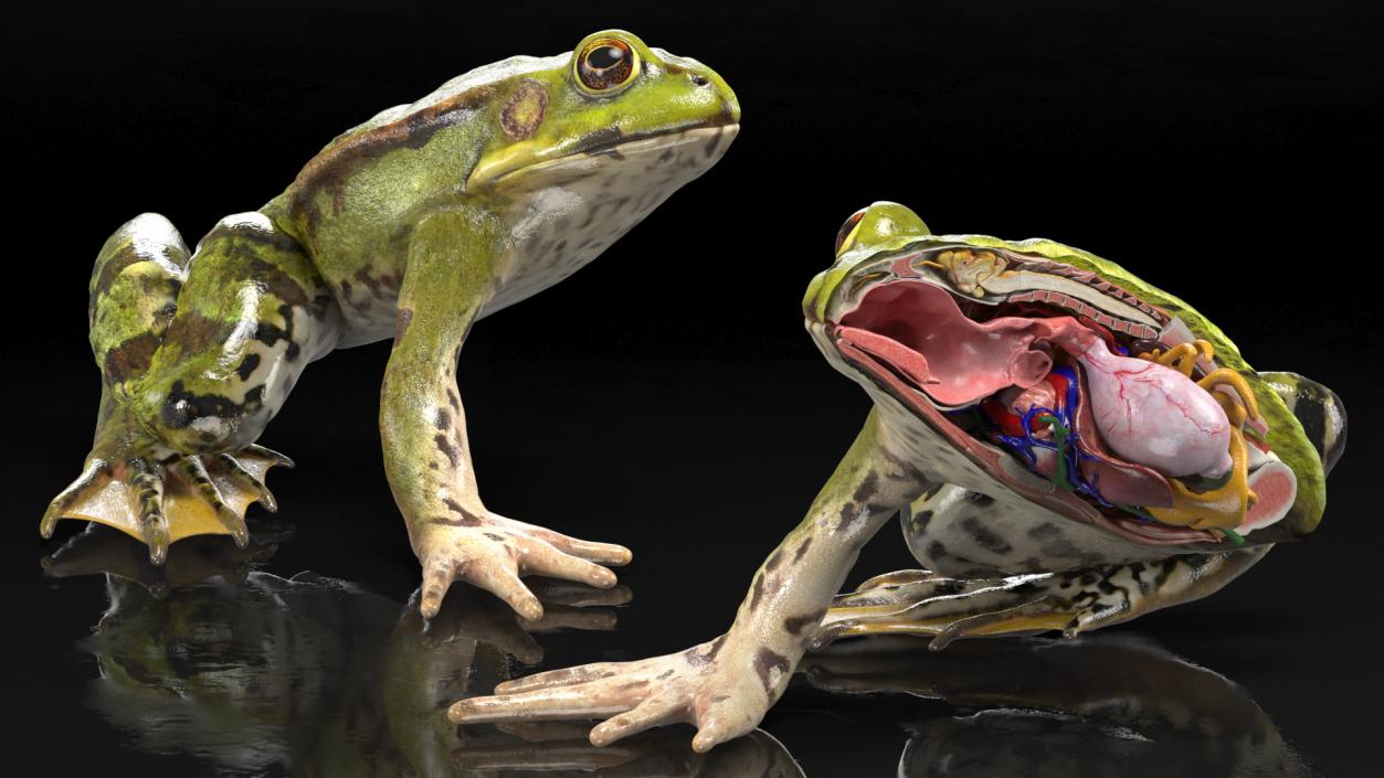 3D Frog Anatomy Right Side Colored