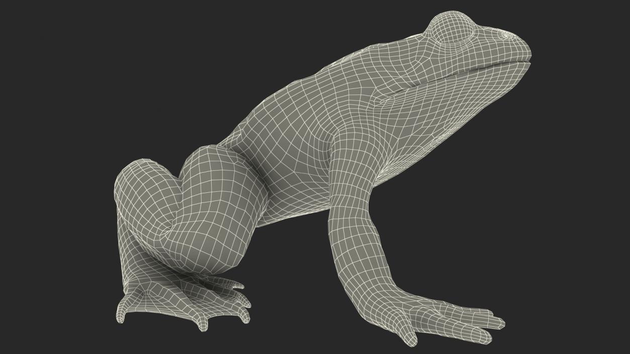 3D Frog Anatomy Right Side Colored