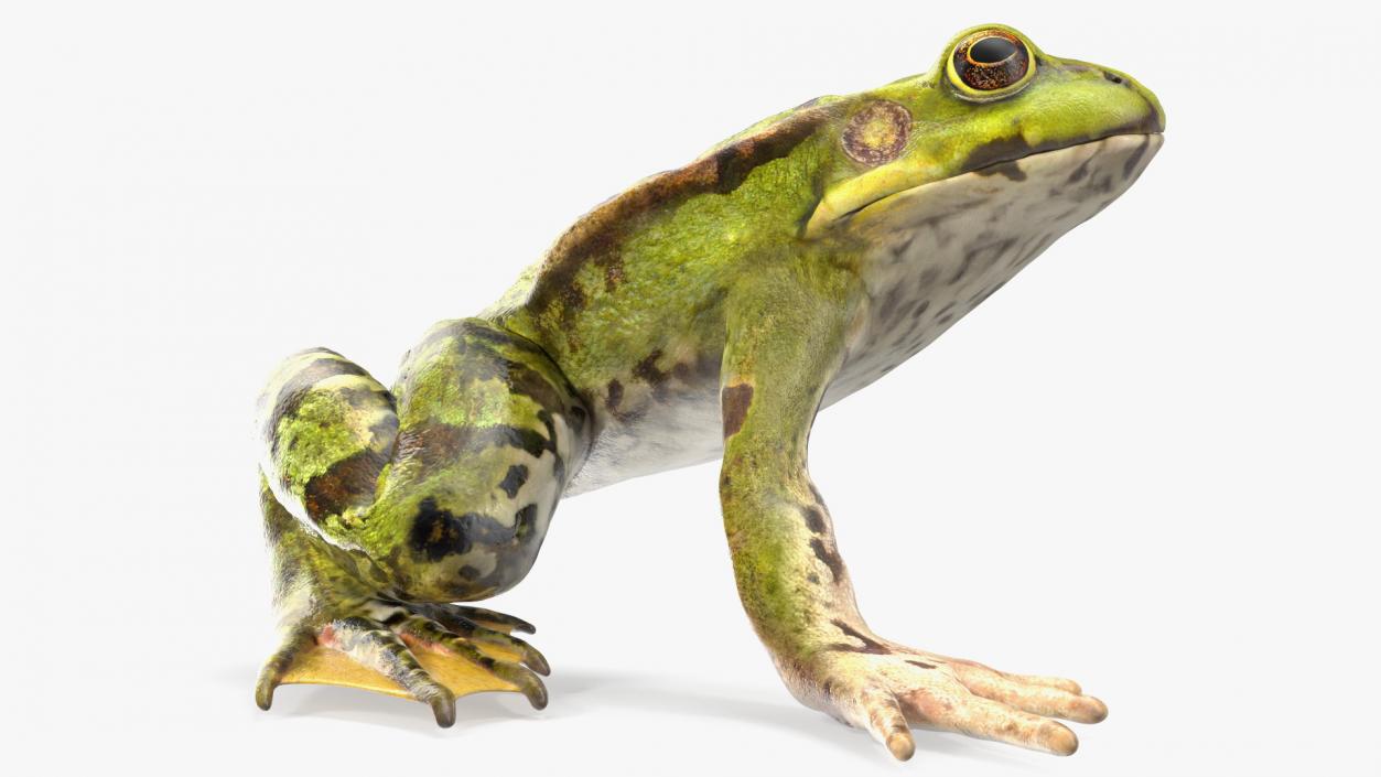 3D Frog Anatomy Right Side Colored