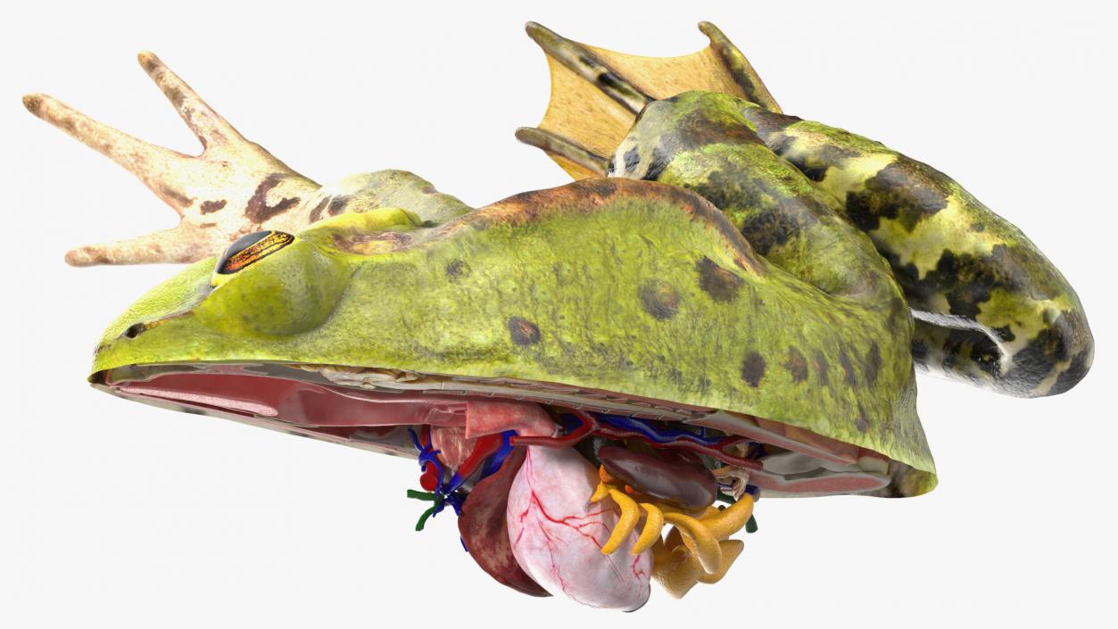 3D Frog Anatomy Right Side Colored