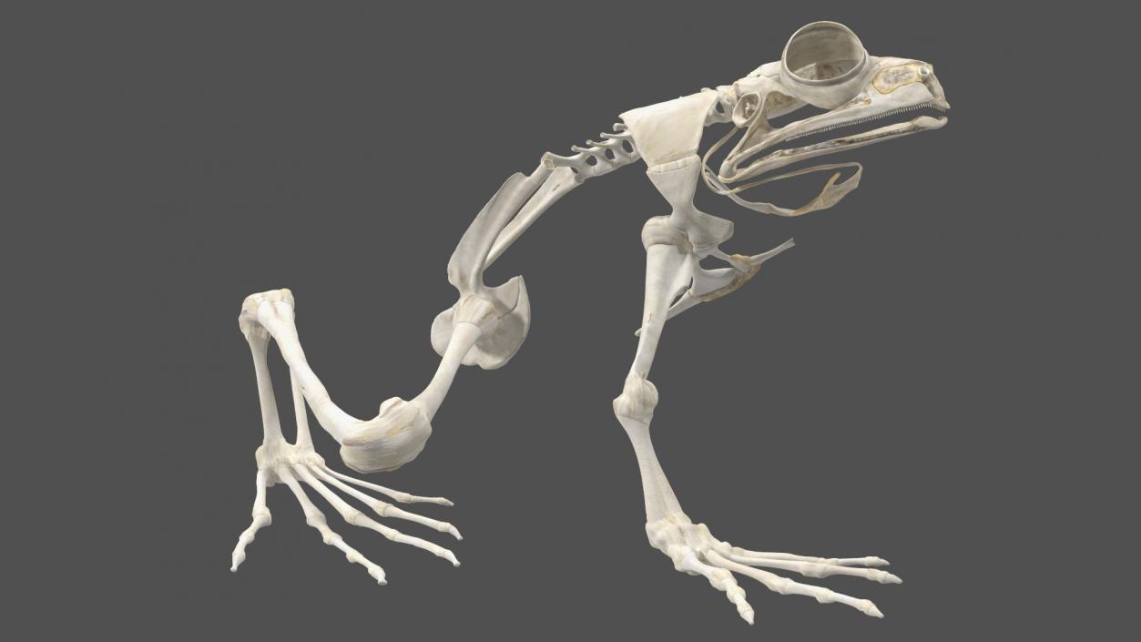 3D Frog Anatomy Right Side Colored