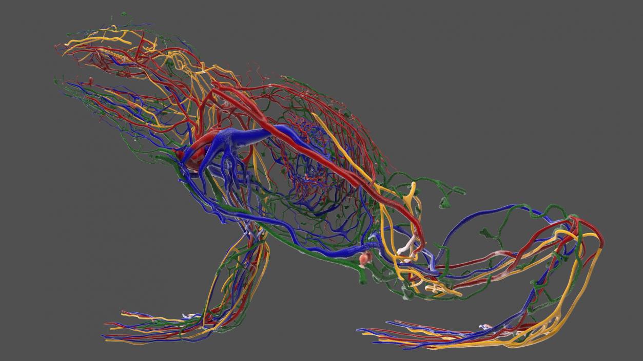 3D Frog Anatomy Right Side Colored