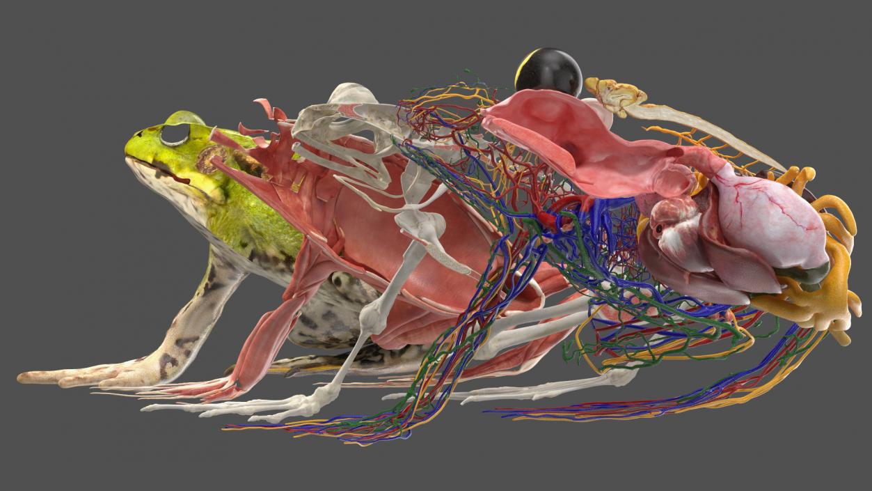 3D Frog Anatomy Right Side Colored