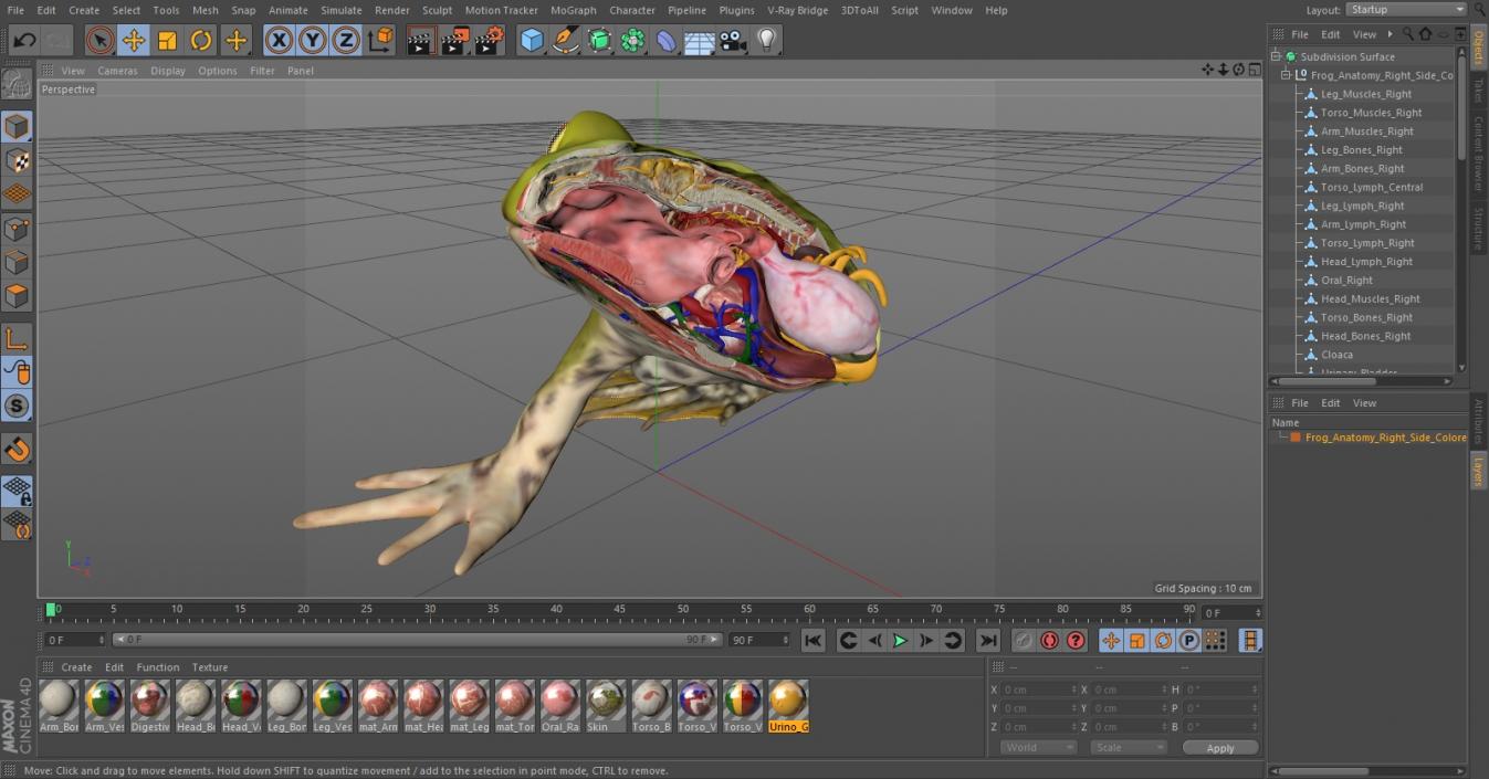 3D Frog Anatomy Right Side Colored