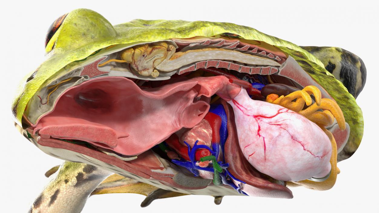 3D Frog Anatomy Right Side Colored