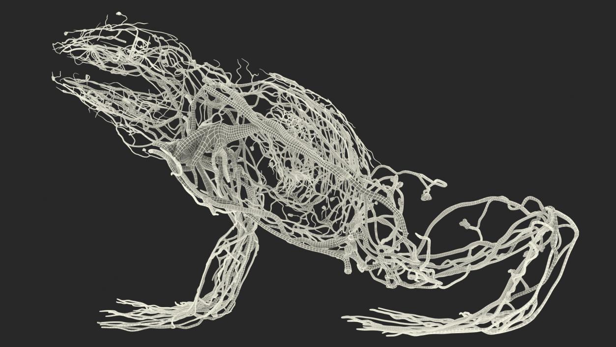 3D Frog Anatomy Right Side Colored