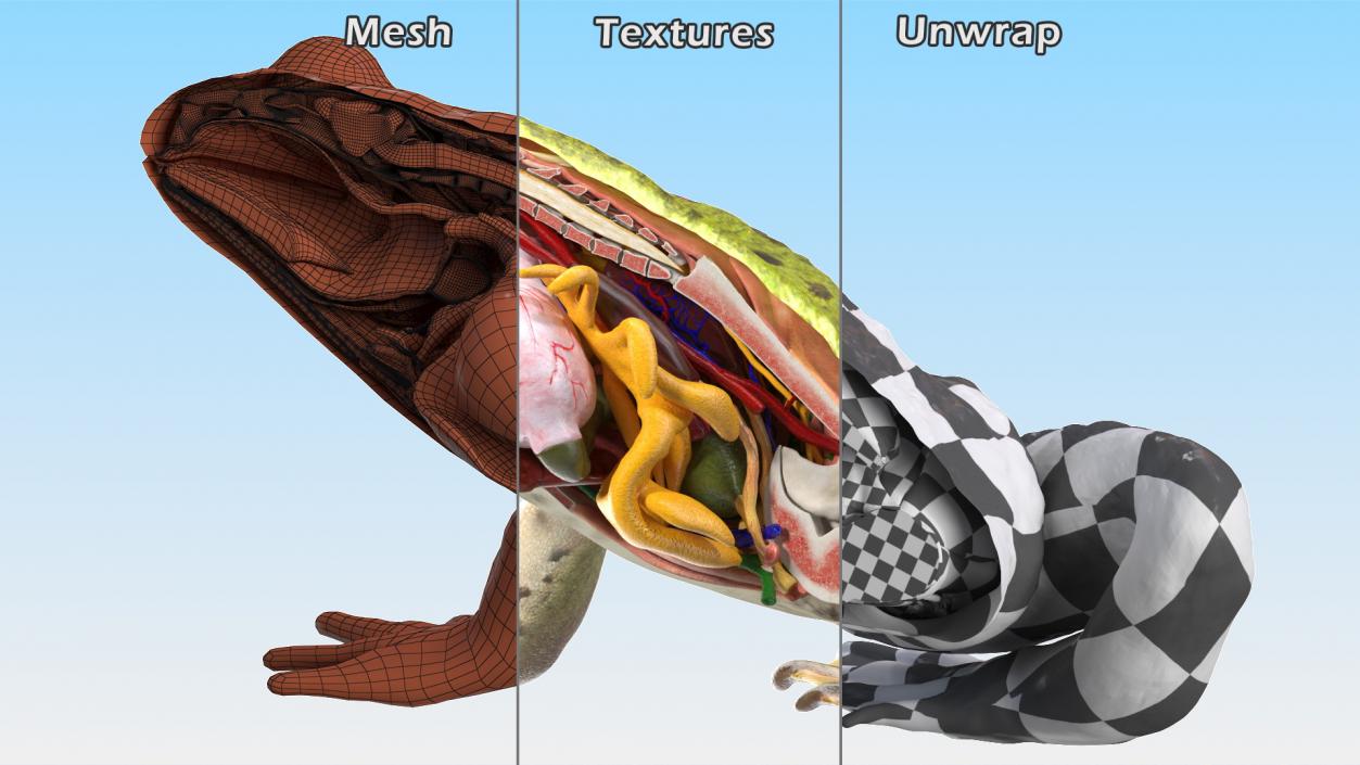 3D Frog Anatomy Right Side Colored