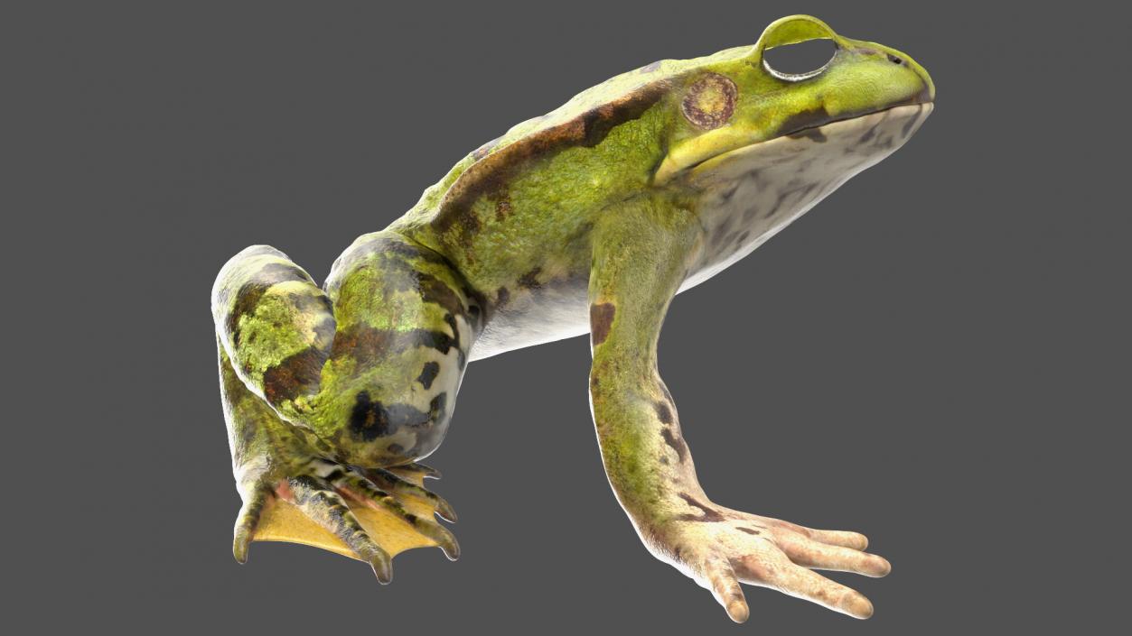 3D Frog Anatomy Right Side Colored