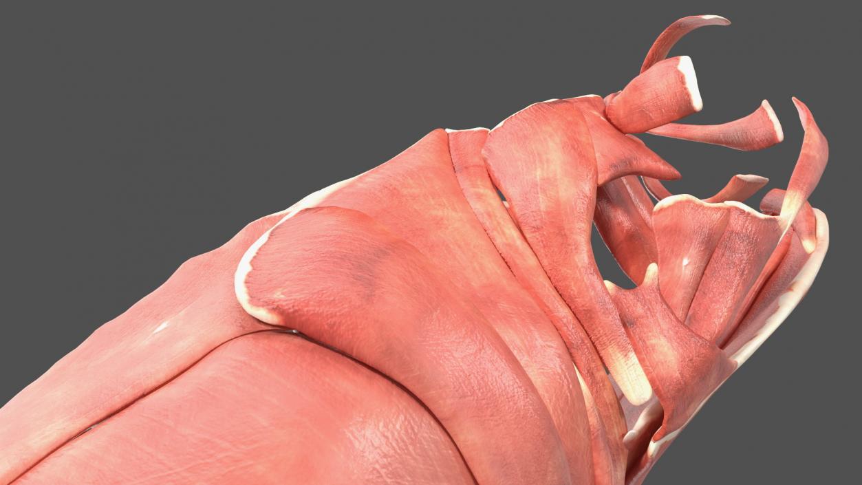 3D Frog Anatomy Right Side Colored