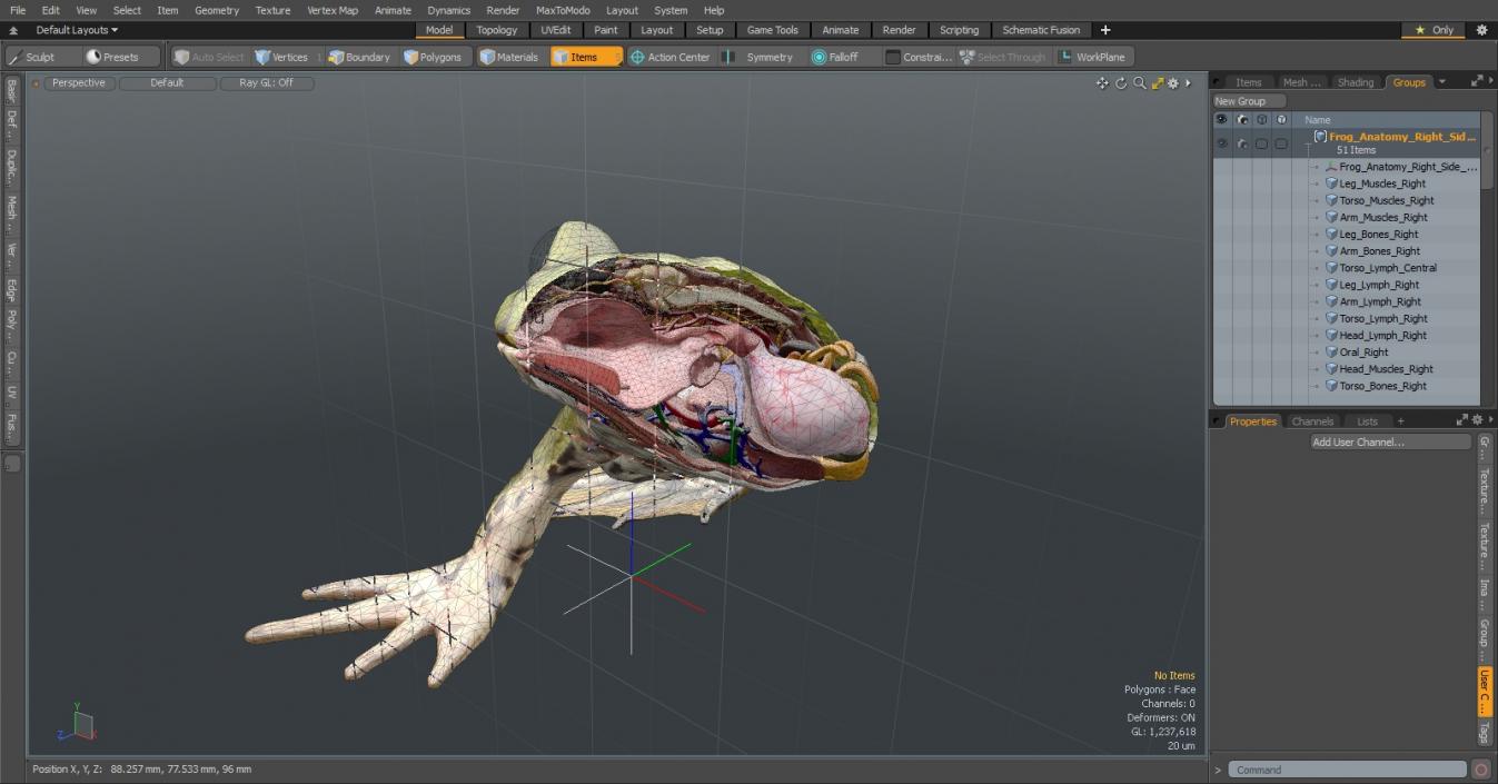 3D Frog Anatomy Right Side Colored