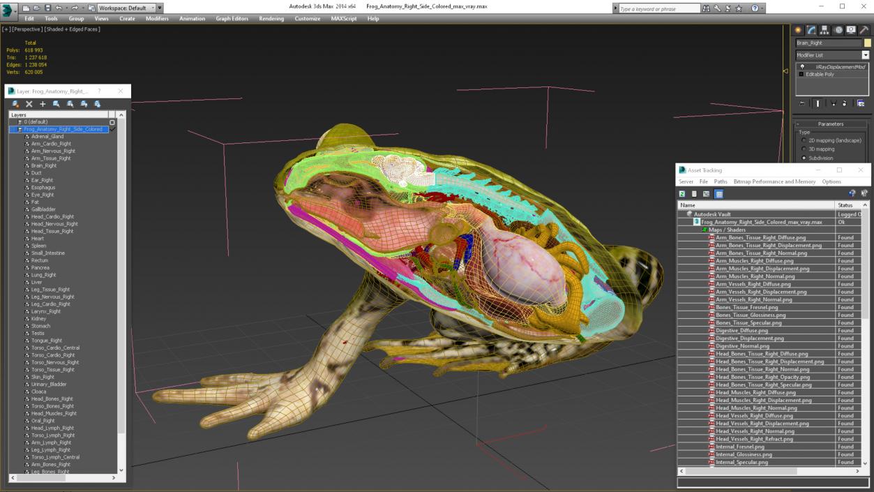 3D Frog Anatomy Right Side Colored