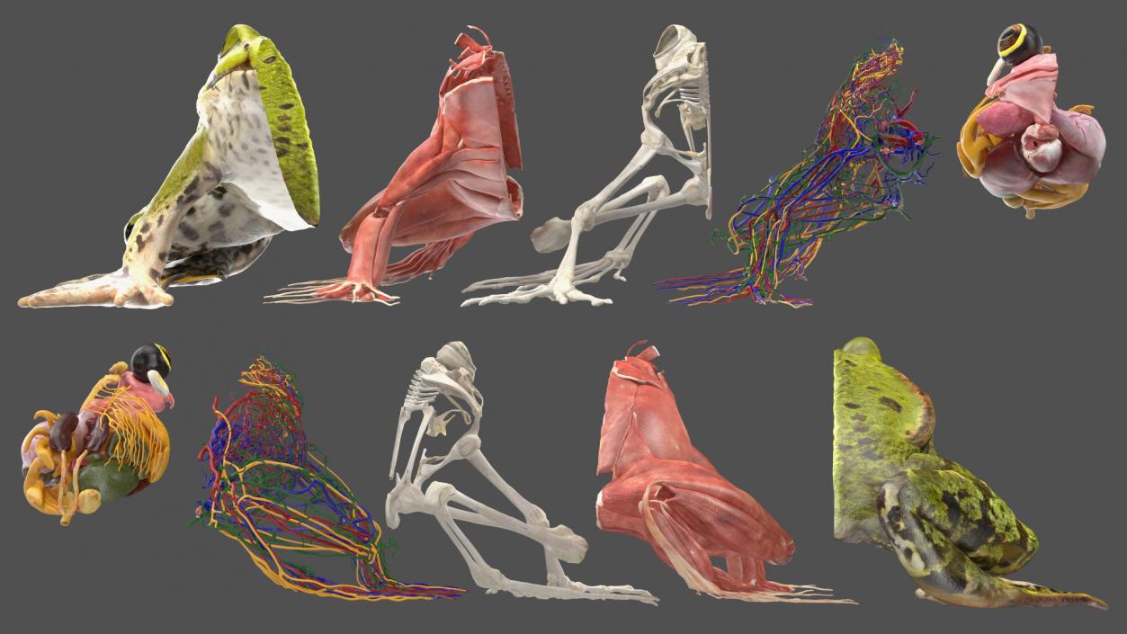 3D Frog Anatomy Right Side Colored