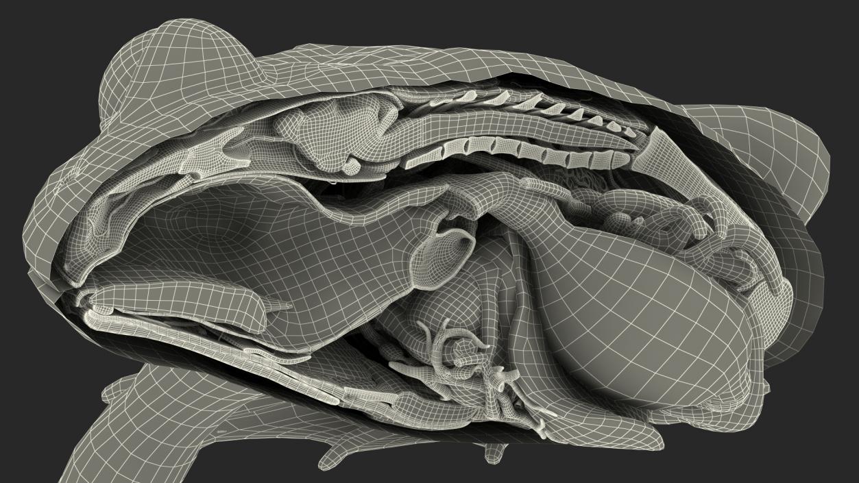 3D Frog Anatomy Right Side Colored