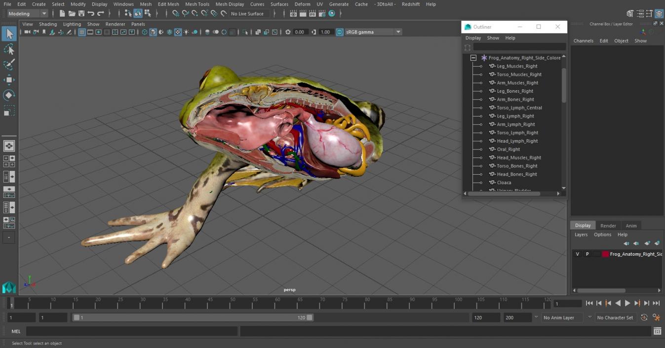 3D Frog Anatomy Right Side Colored