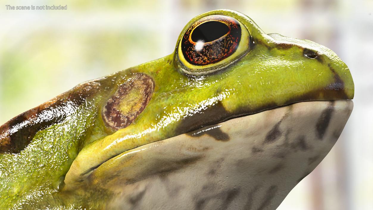 3D Frog Anatomy Right Side Colored