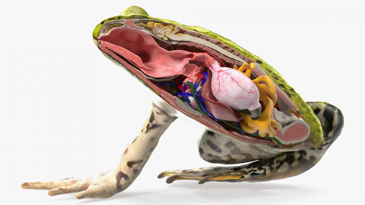 3D Frog Anatomy Right Side Colored