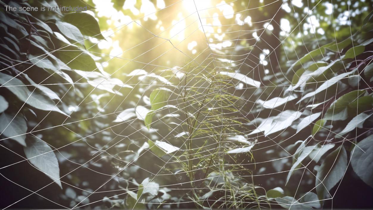 Spider Webs Collection 2 3D model