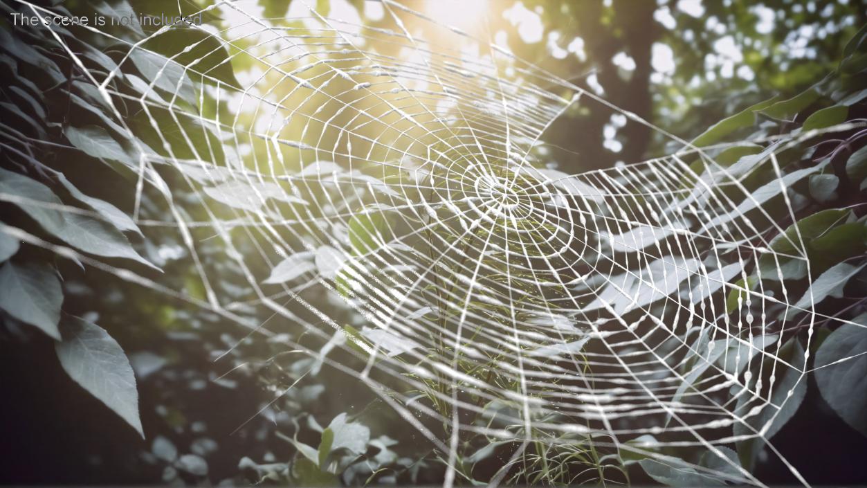 Spider Webs Collection 2 3D model