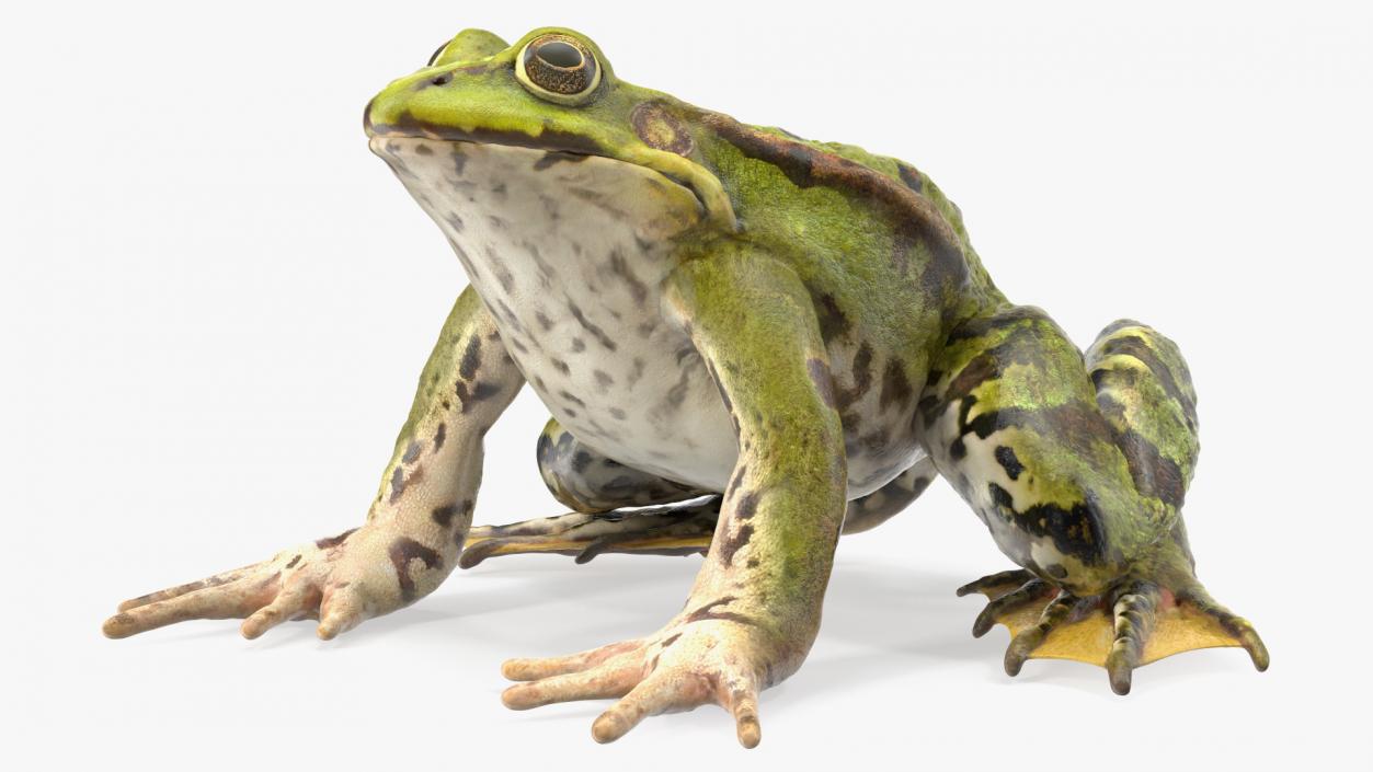 3D Frog Rigged