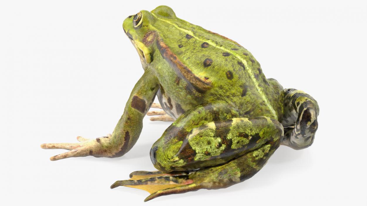 3D Frog Rigged