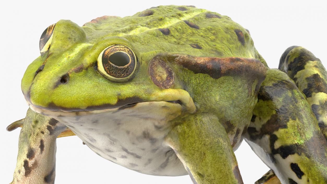 3D Frog Rigged