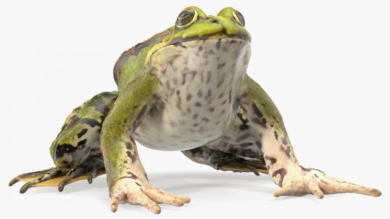 3D Frog Rigged