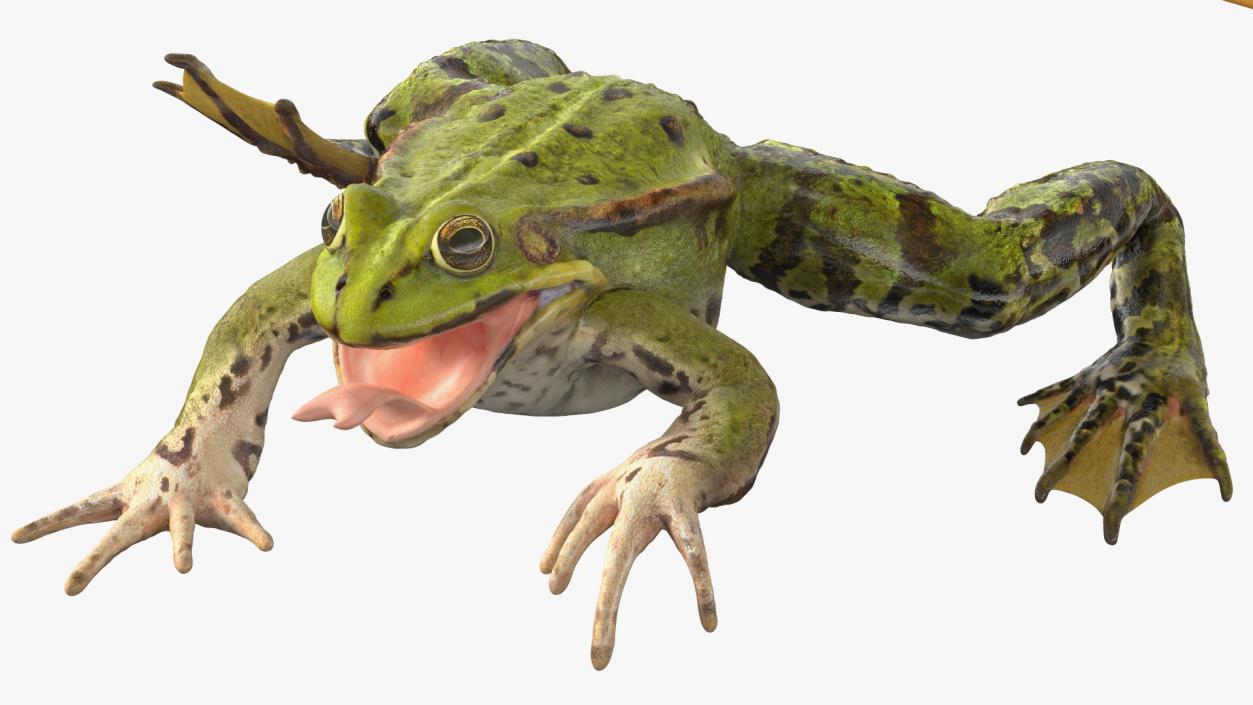 3D Frog Rigged