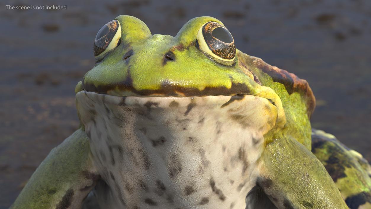 3D Frog Rigged