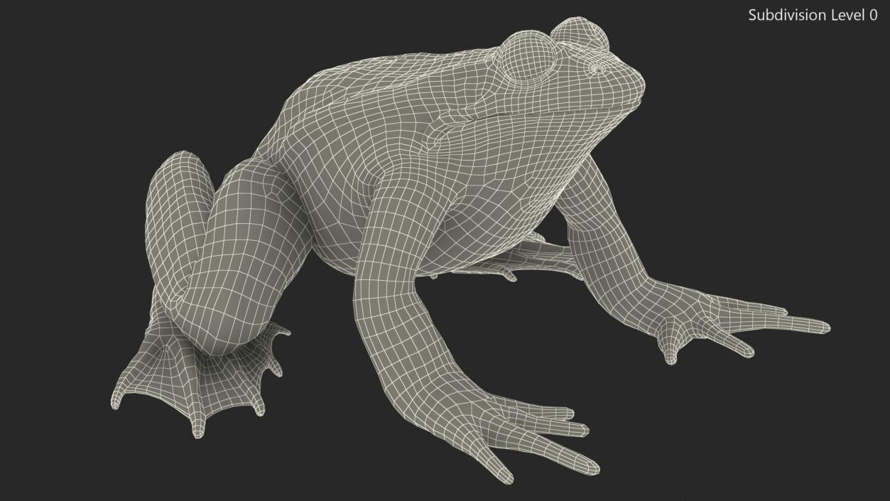 3D Frog Rigged