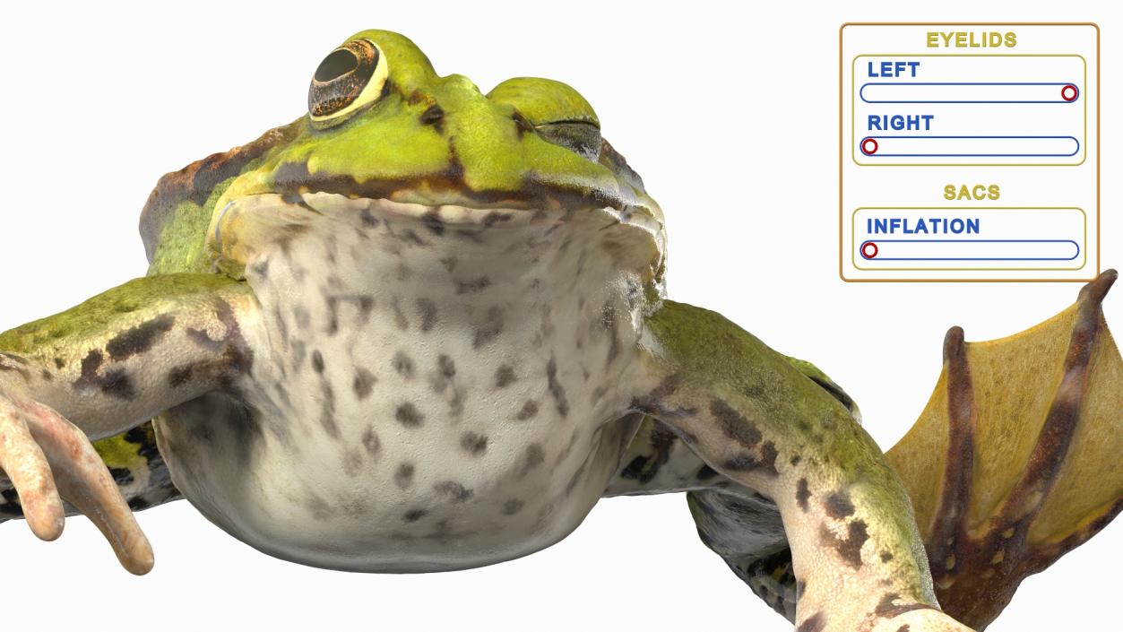 3D Frog Rigged