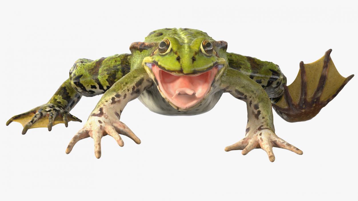 3D Frog Rigged