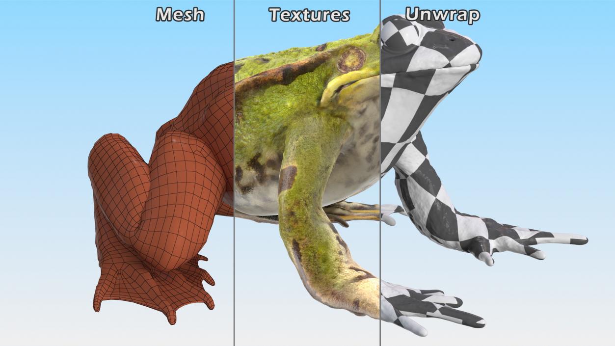 3D Frog Rigged