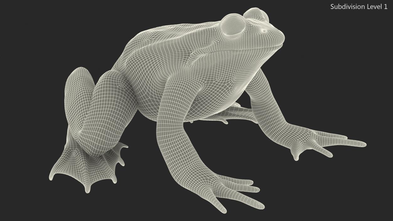 3D Frog Rigged