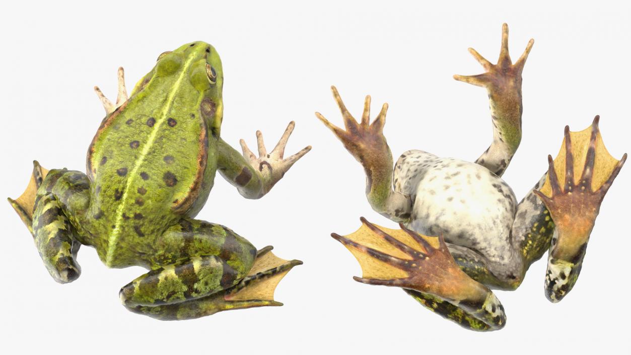 3D Frog Rigged