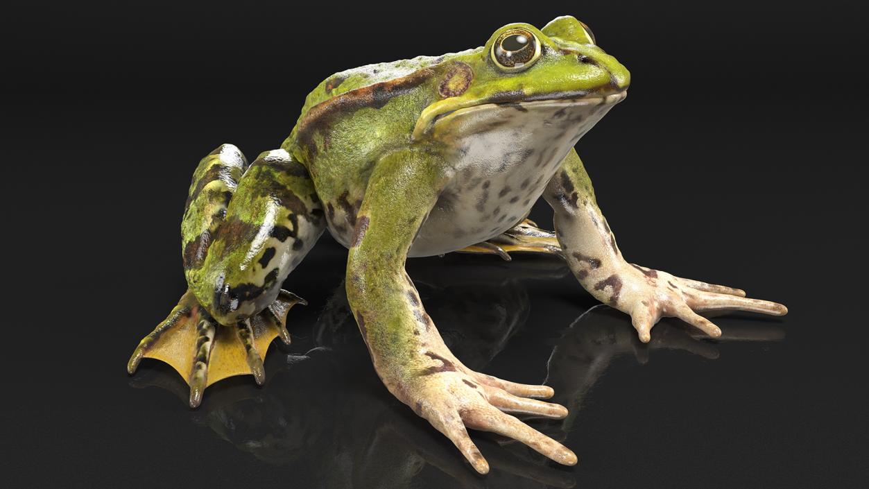 3D Frog Rigged