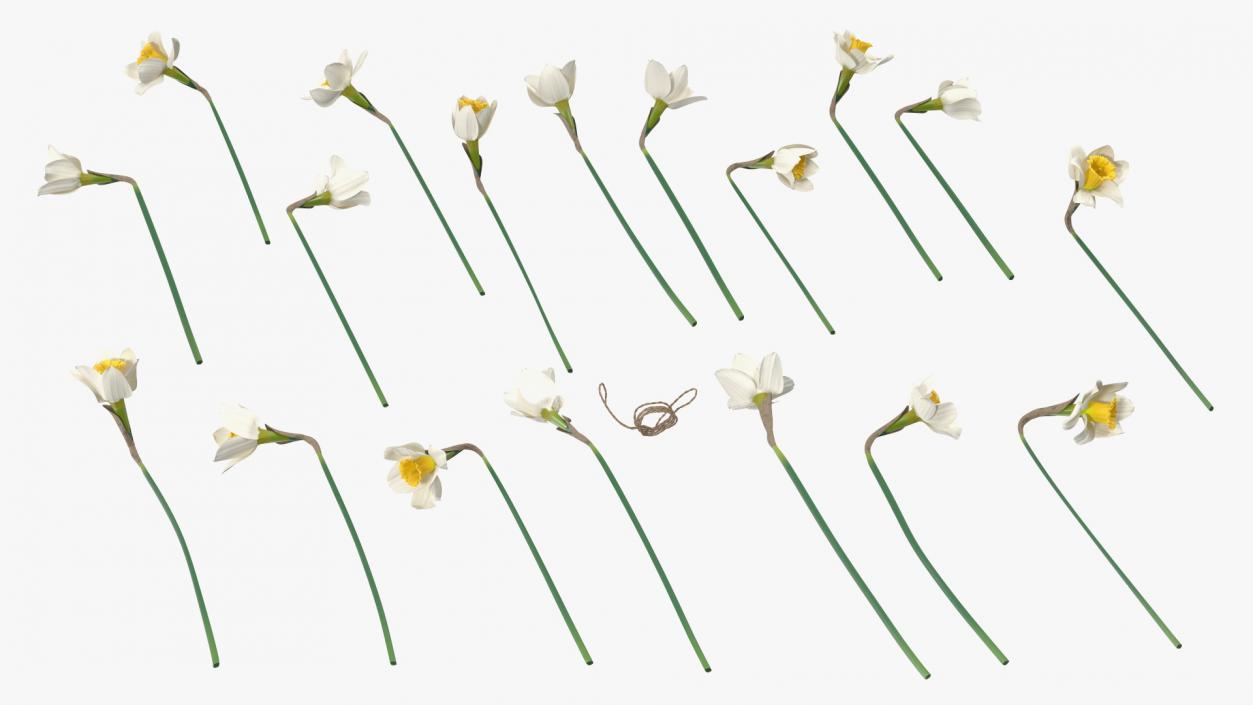 3D White Jonquil Bouquet