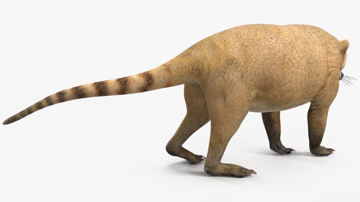 South American Coati Rigged 3D