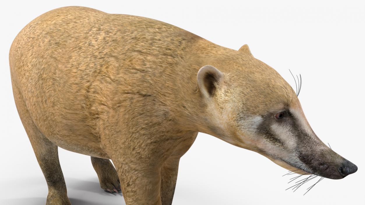 South American Coati Rigged 3D