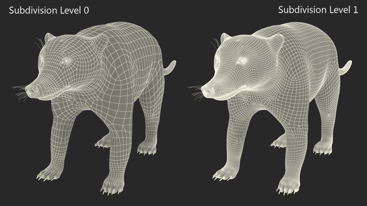 South American Coati Rigged 3D