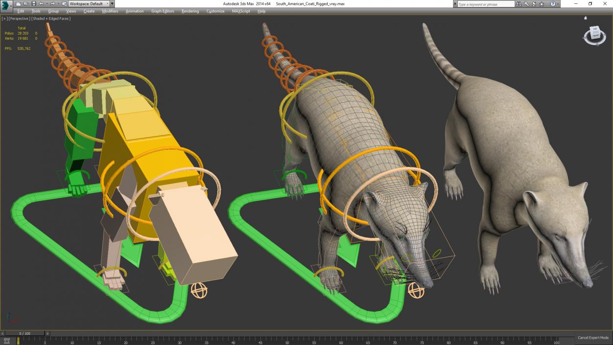 South American Coati Rigged 3D