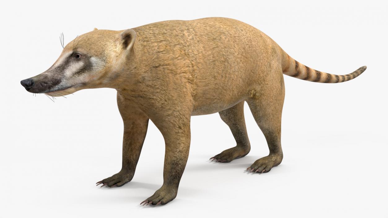 South American Coati Rigged 3D