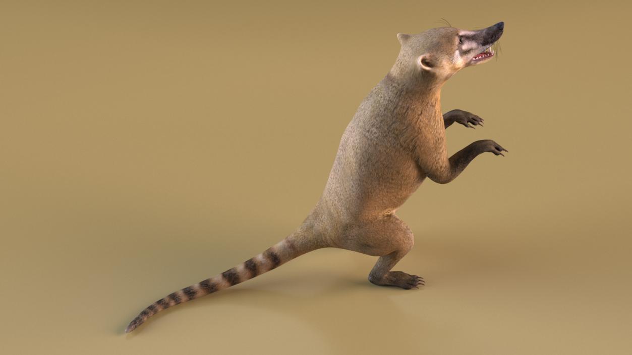 South American Coati Rigged 3D